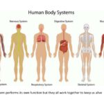 Benefits of Yoga in Human Systems